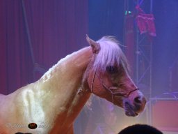 Circus Alex Kaisert am 1. Mai 2026